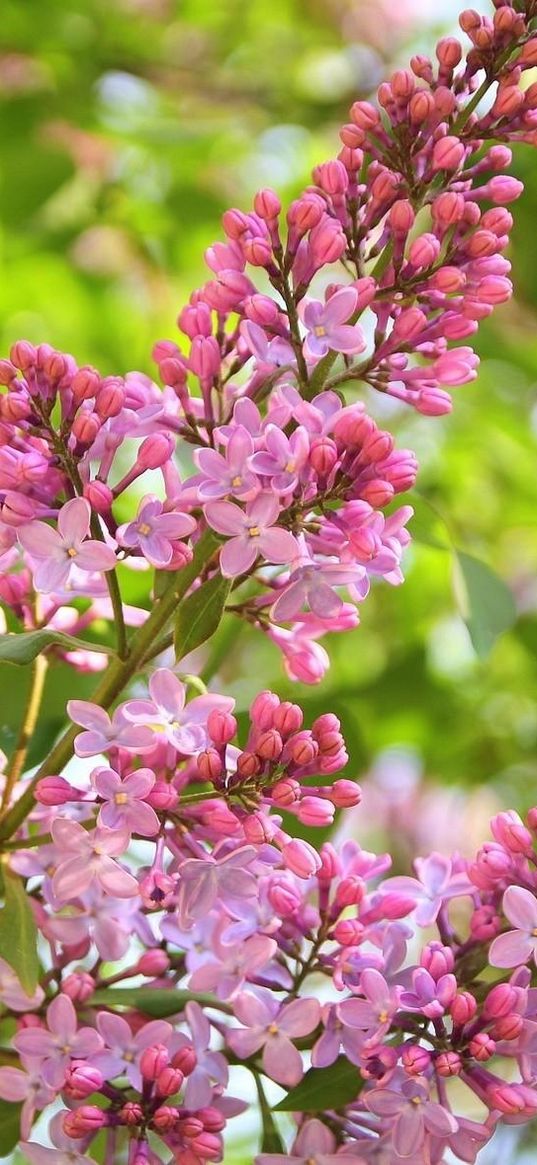 lilac, branch, spring, sharp, fresh herbs