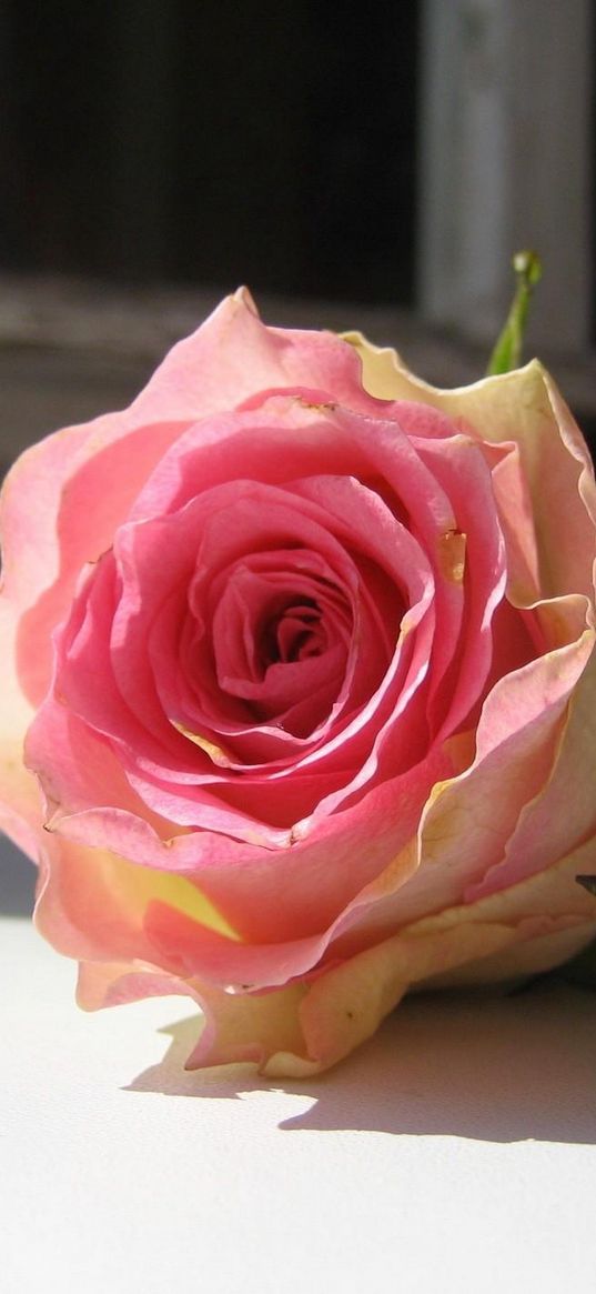 rose, flower, bud, windowsill, frame