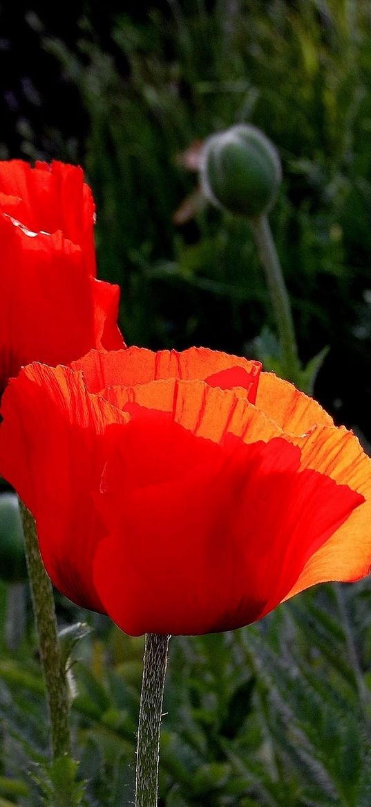 poppies, boxes, summer, close-up