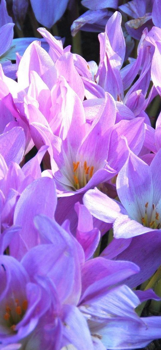 crocuses, flowers, flowing, primroses, spring