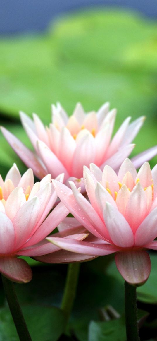 water-lily, leaves, blur, pond, close-up