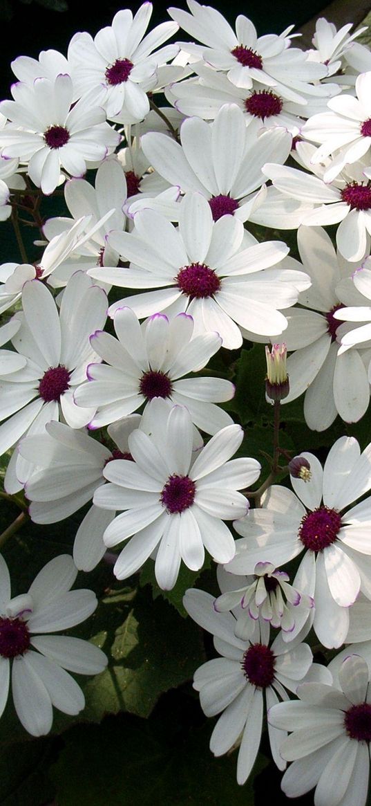 cineraria, flowers, flowerbed, snow-white