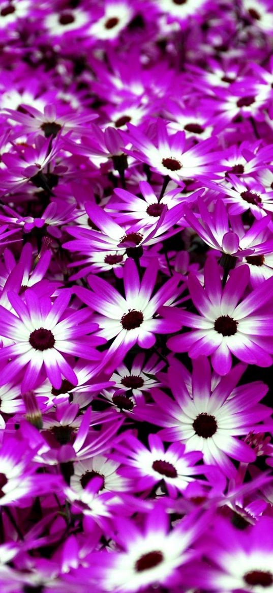 cineraria, flowers, two-color, bright