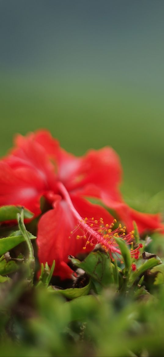 hibiscus, flower, leaves, macro, red, green