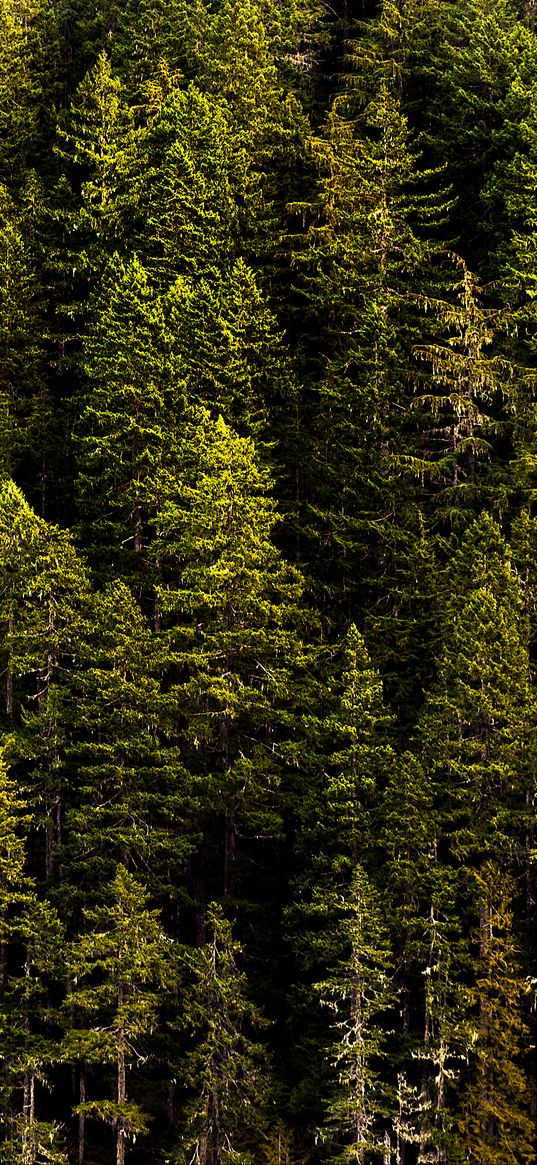 forest, trees, pines, coniferous, green, nature