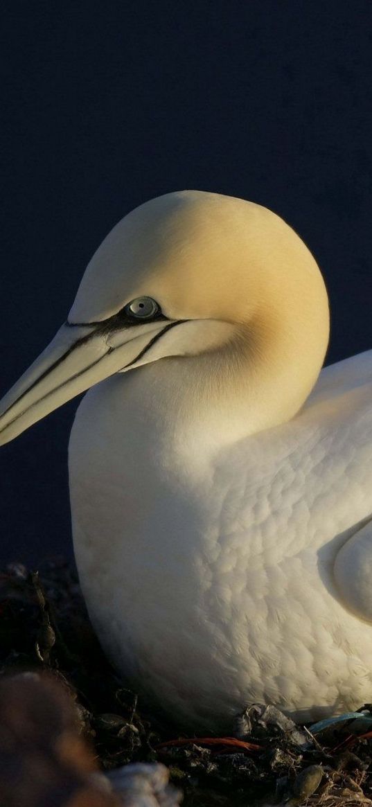 gannet, beak, nest