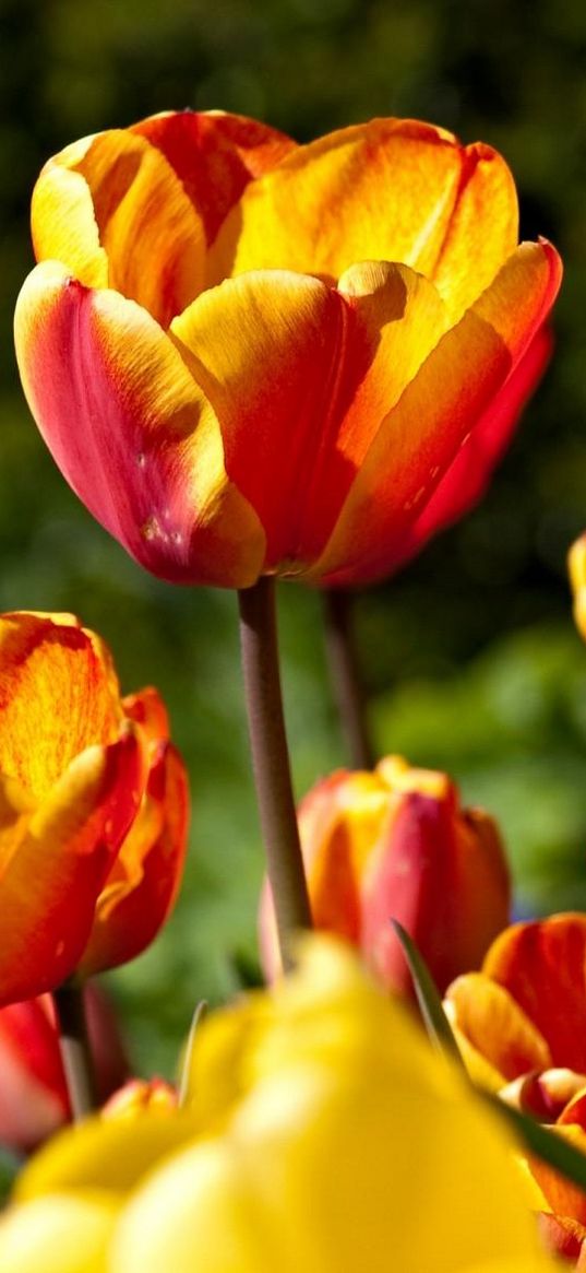 tulips, flowers, flowing, colorful, sunny