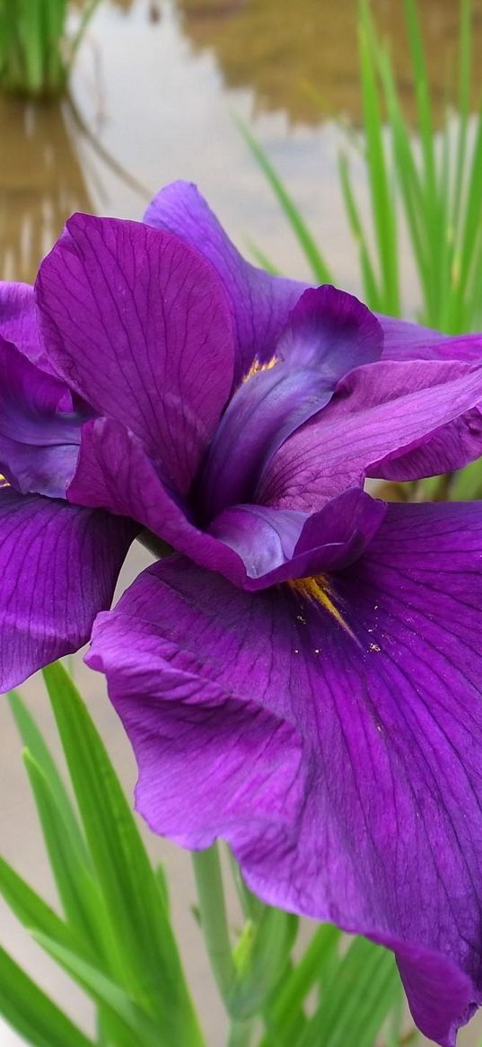 iris, flower, bright, water, close-up