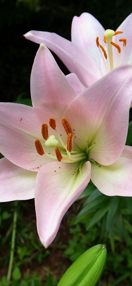 lily, flower, stamen, sharp, close-up