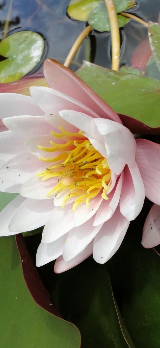 lilies, steam, water, drops, leaves