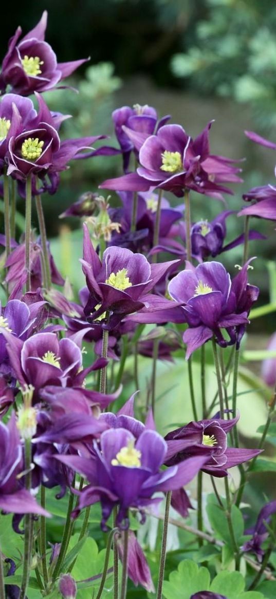 aquilegia, flowers, purple, flowerbed, blurred