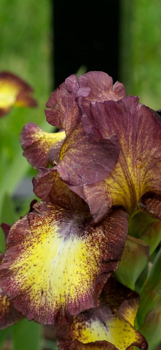 irises, flowers, brown, green, blur