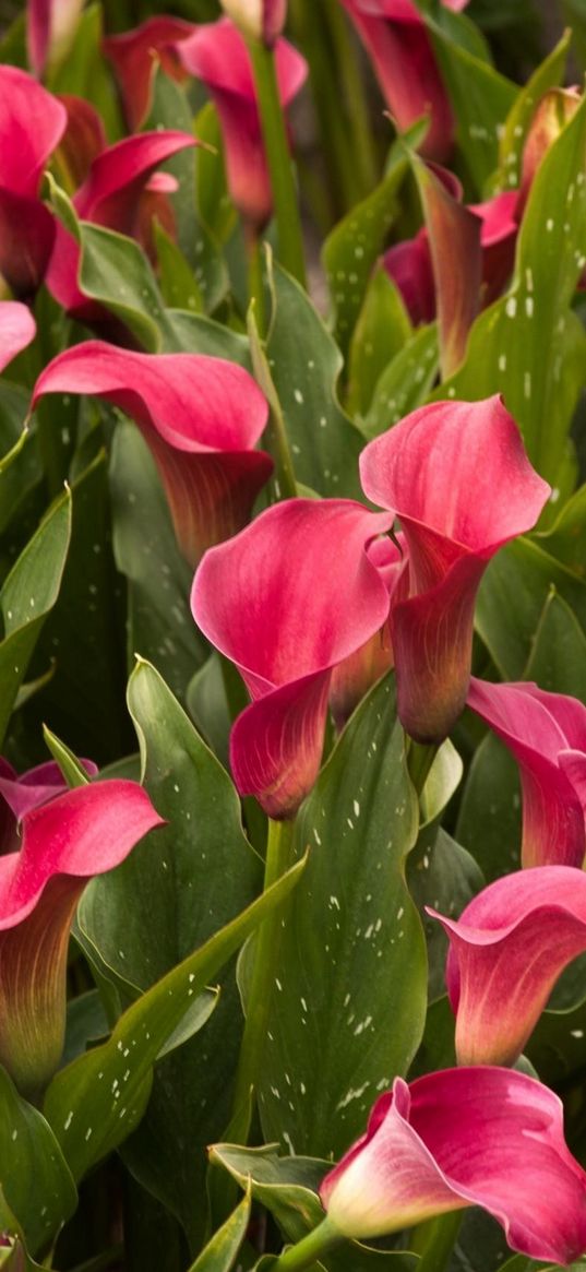 callas, much, flowers, flowerbed, leaves