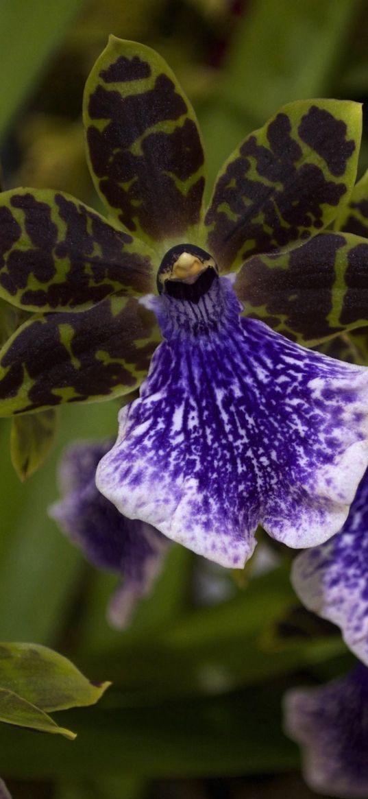 orchid, flower, thistle, close-up