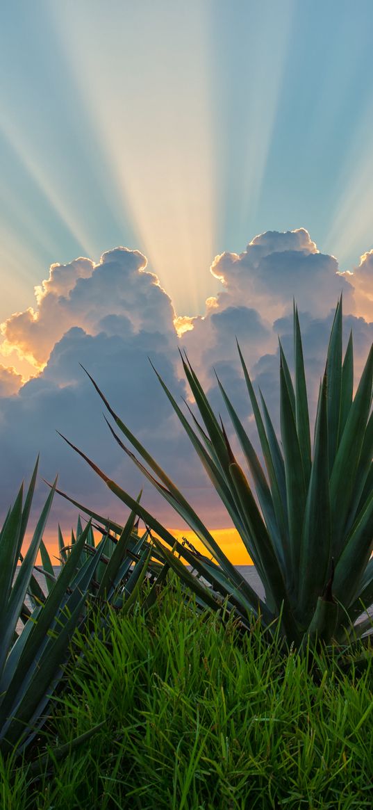 leaves, grass, clouds, sunshine