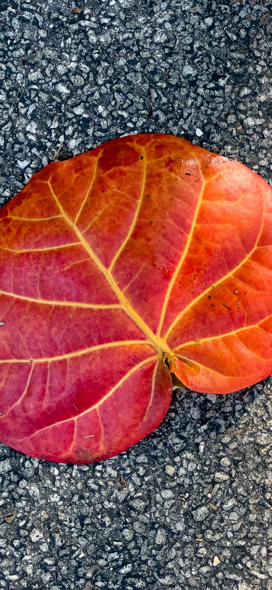 sheet, veins, macro, asphalt, red