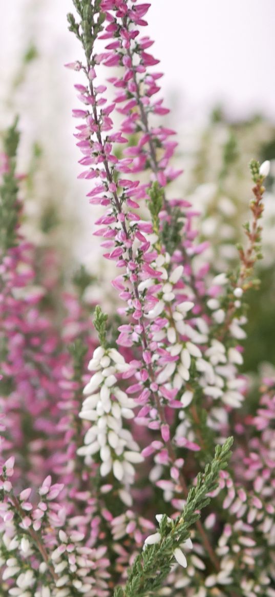 heather, flowers, inflorescences, blur