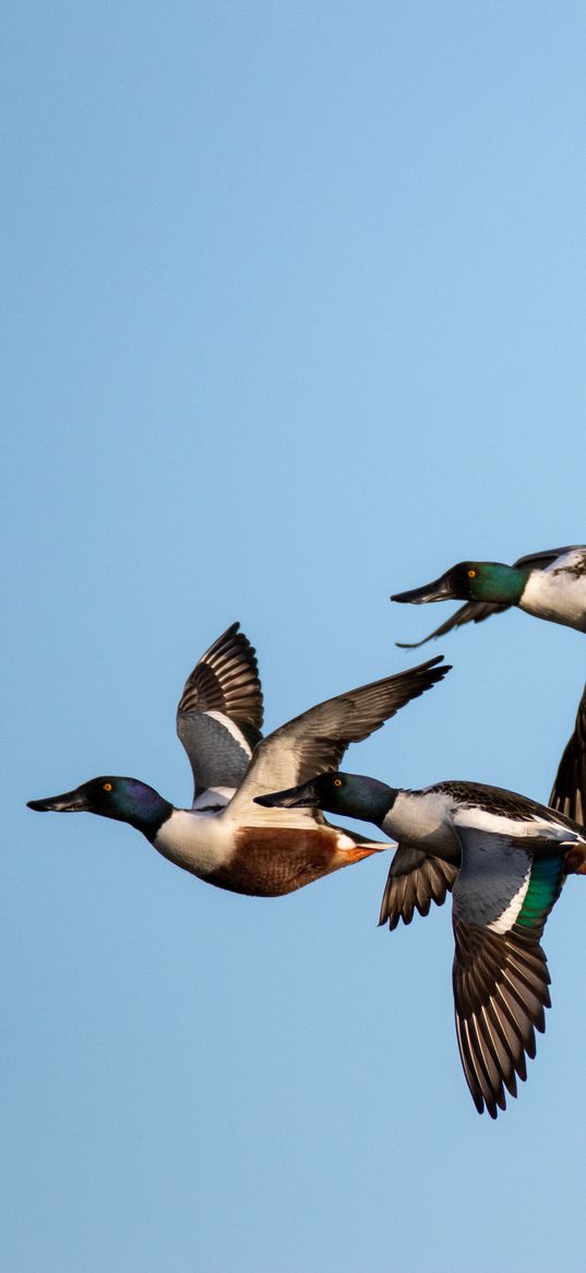 shoveler, ducks, birds, flight, sky