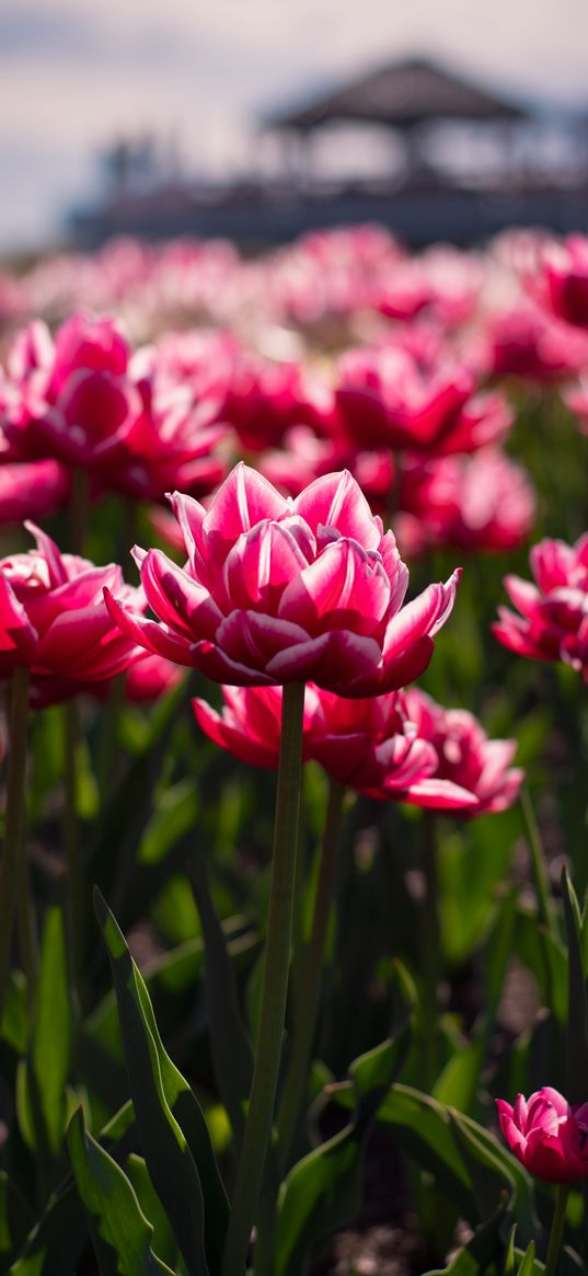 tulips, flowers, petals, sunshine