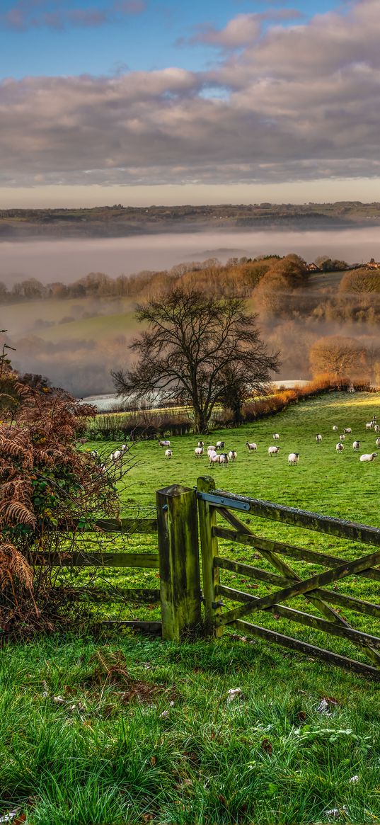 hedge, field, trees, grass, sheep, fog