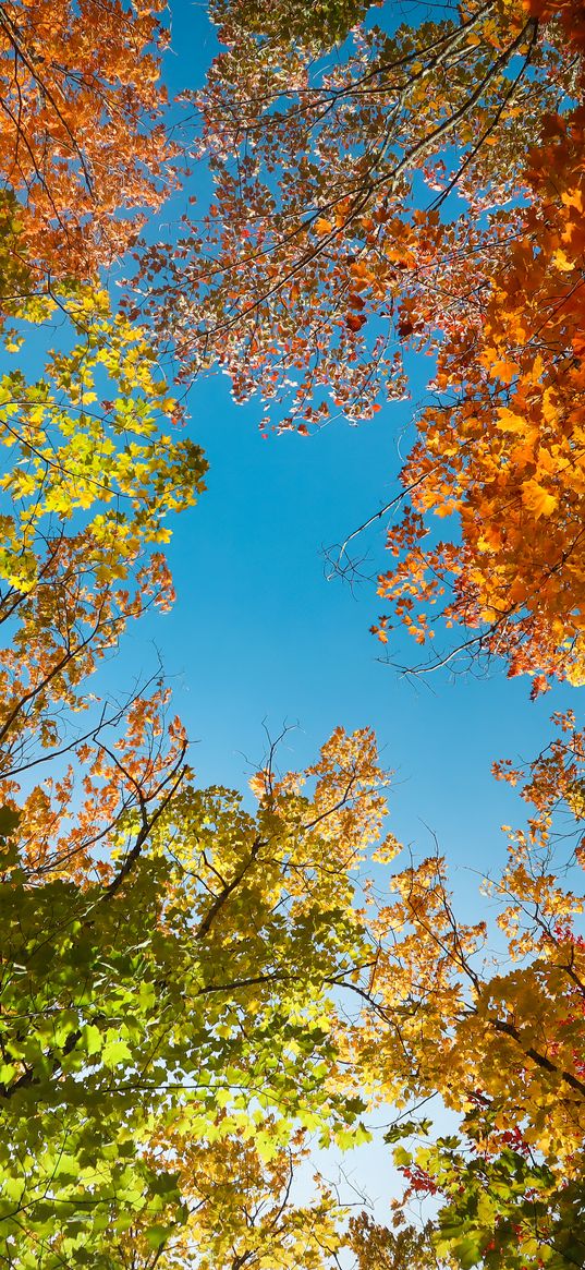 trees, branches, sky, autumn, bottom view