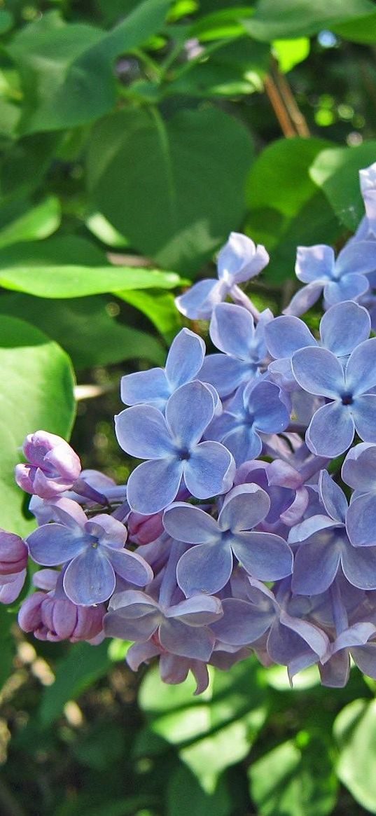 lilac, blossoms, branch, spring, greens, close-up