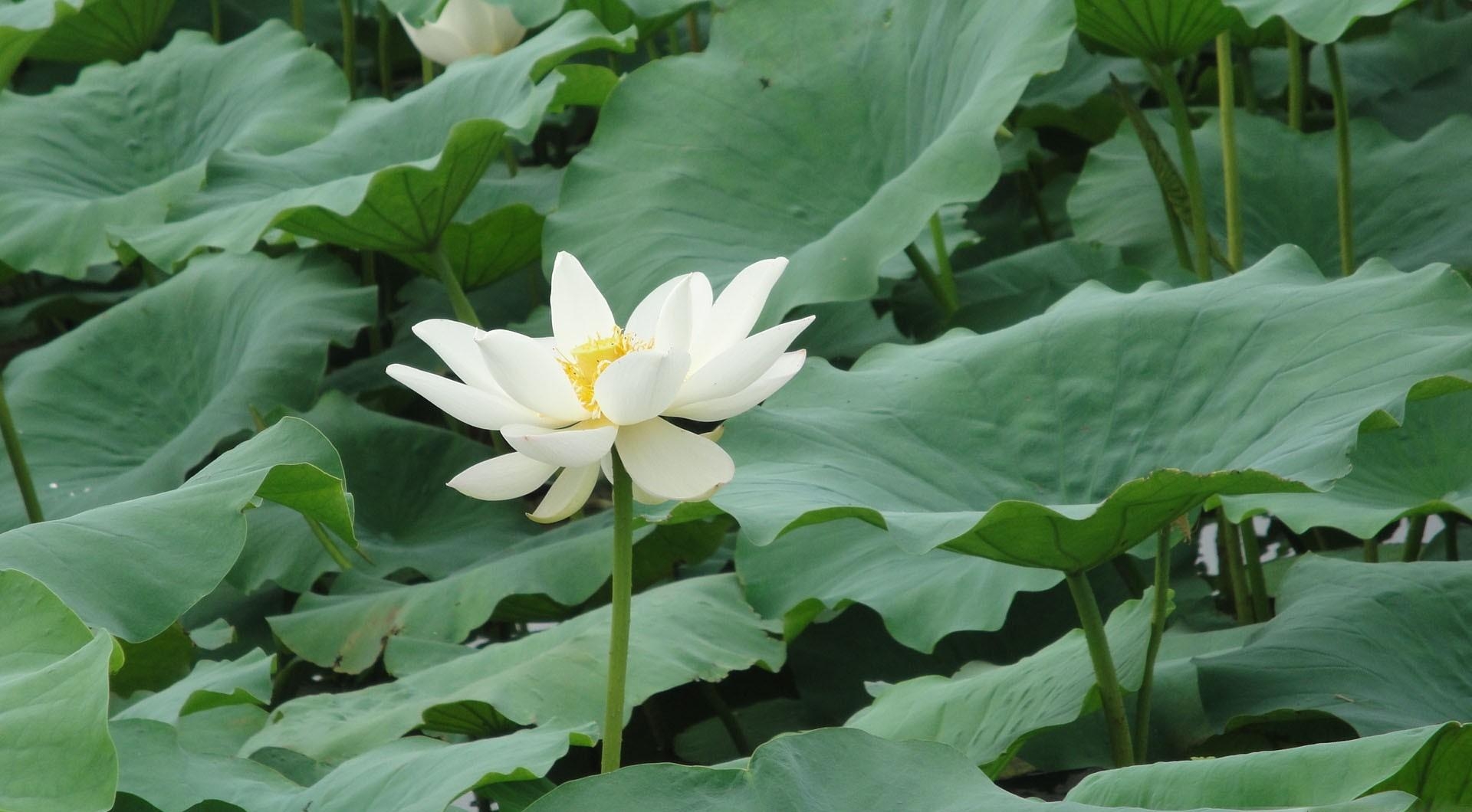 lotus, white, leaves, herbs