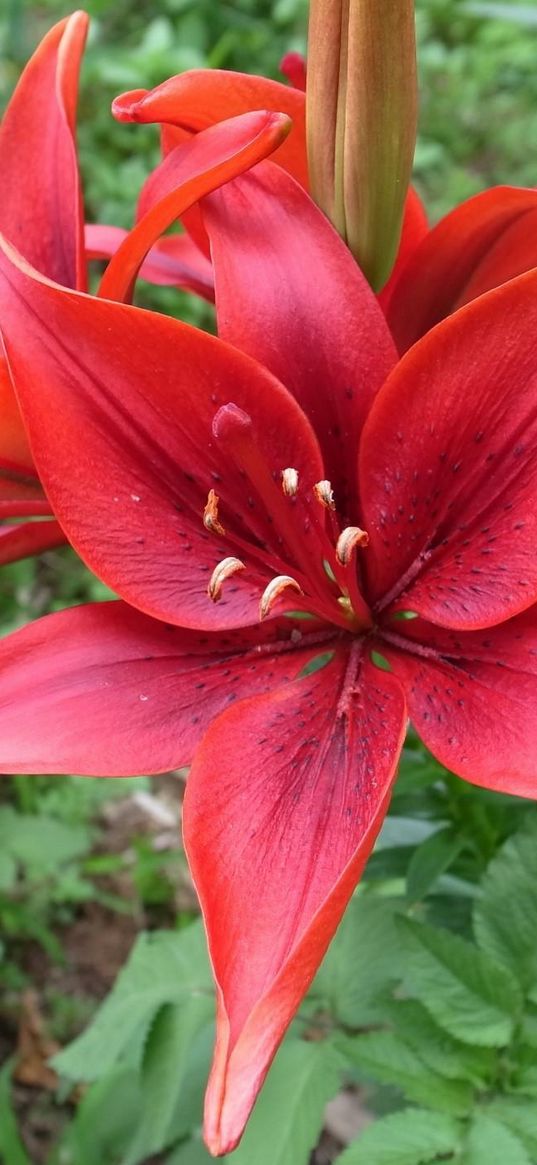 lily, flower, dissolved, stamens