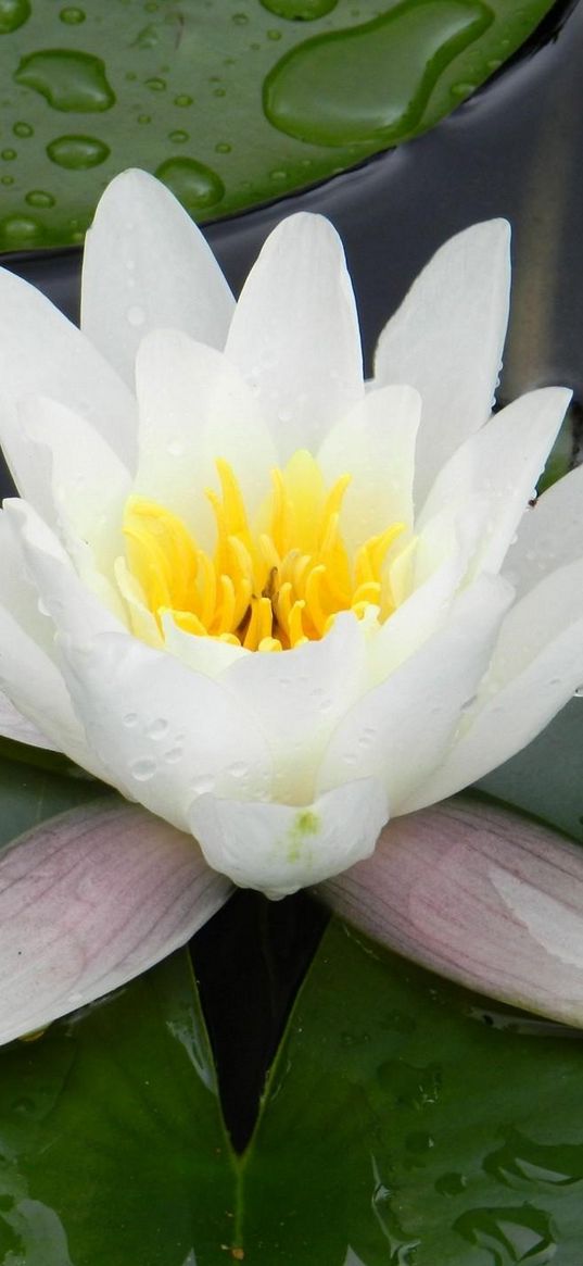 water lily, water, droplets, pond, greens