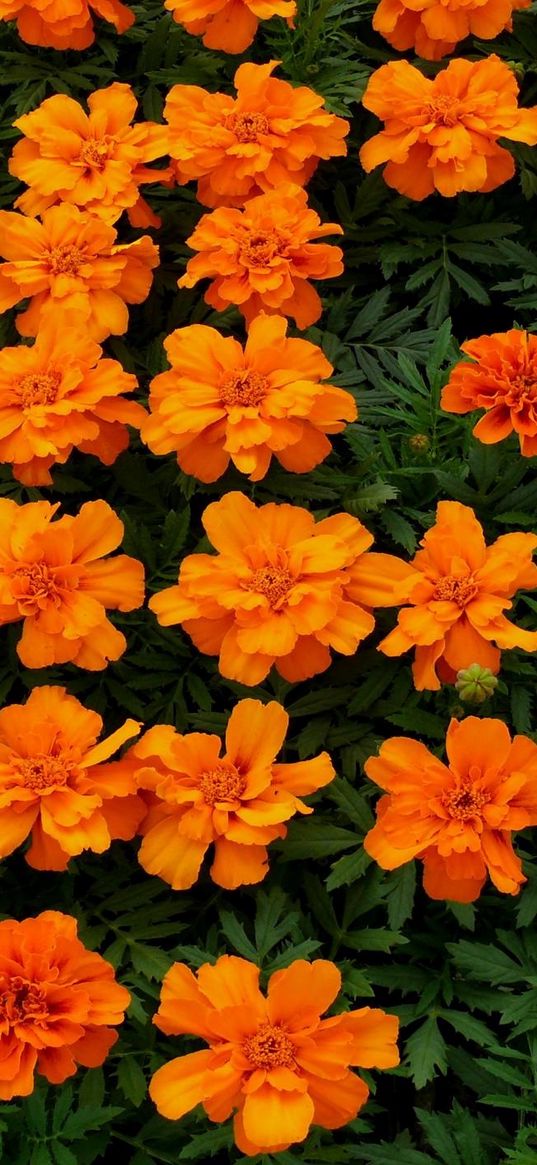 velvet ribbon, flowers, flowerbed, bright orange