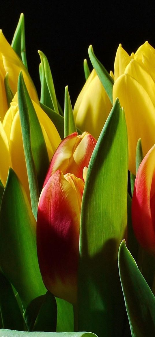 tulips, flowers, buds, flower, light, black background