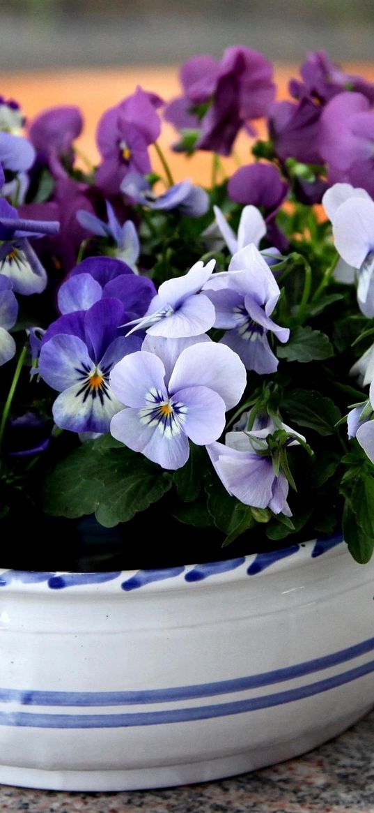 pansies, flowers, small, cup, table