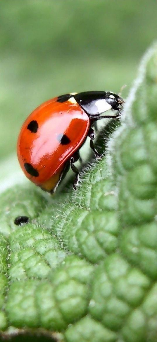 ladybug, leaf, light, insects, crawling