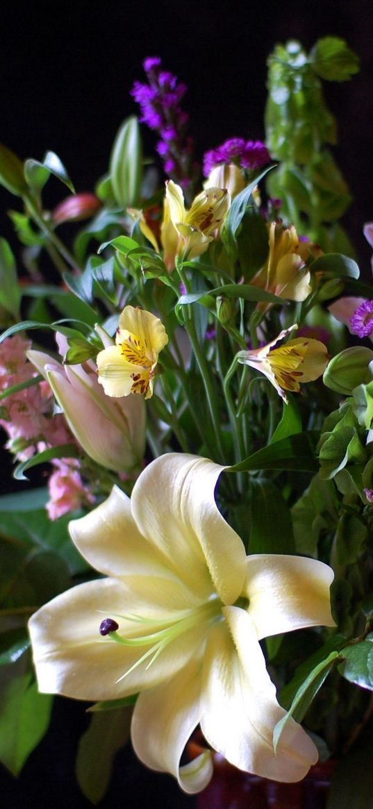 lily, alstroemeria, flowers, flower, leaves, song