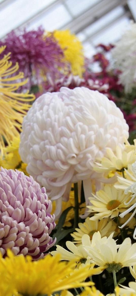 asters, chrysanthemums, balloons, flowers, greenhouse