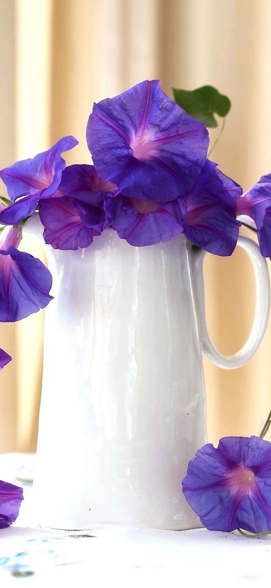 morning glory, roses, jugs, composition, beautiful