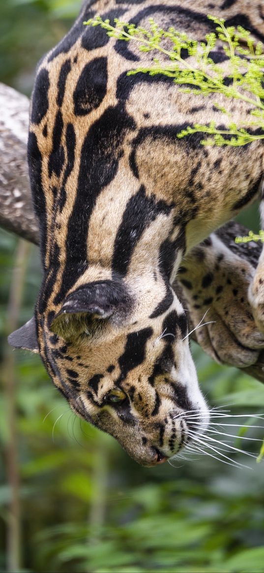 clouded leopard, leopard, pose, predator, big cat, animal