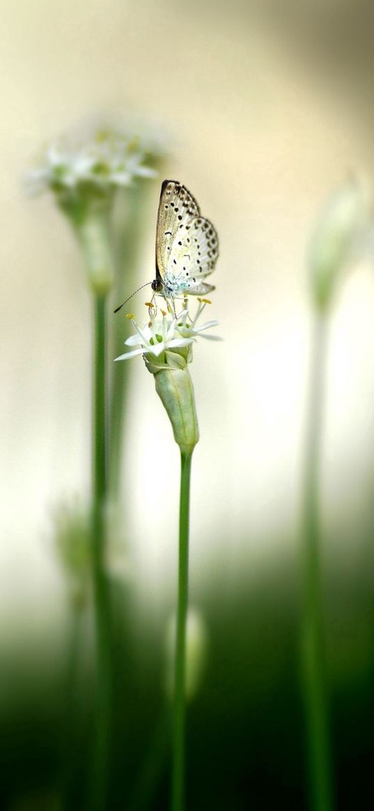 butterflies, plants, flower, light, glare