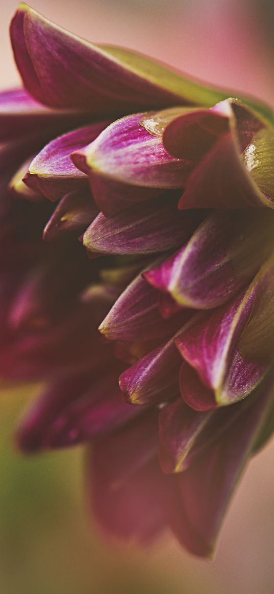 dahlia, flower, petals, macro, blur