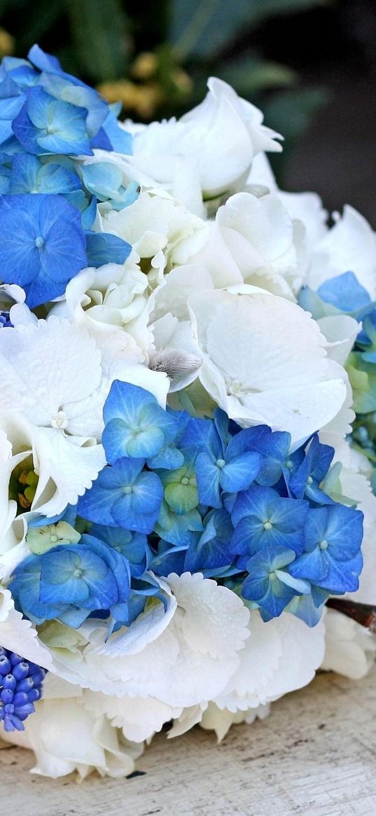 muscari, hydrangea, flower, flowers