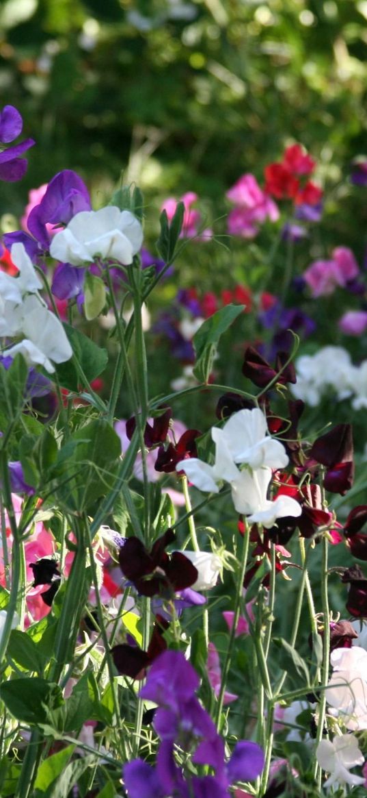 sweet peas, flowering, colorful, fresh herbs