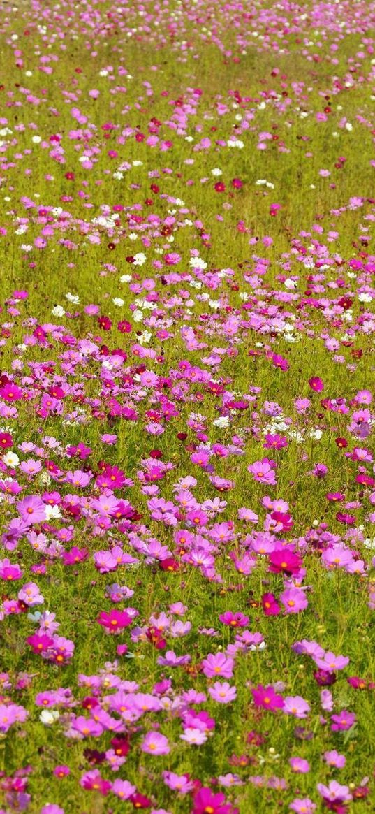 kosmeya, flowers, bright, fields, green