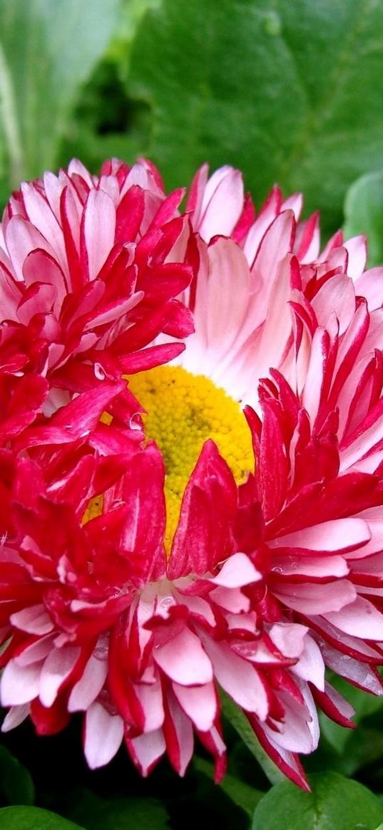 daisy, flower, leaves, herbs, drops, fresh, close-up