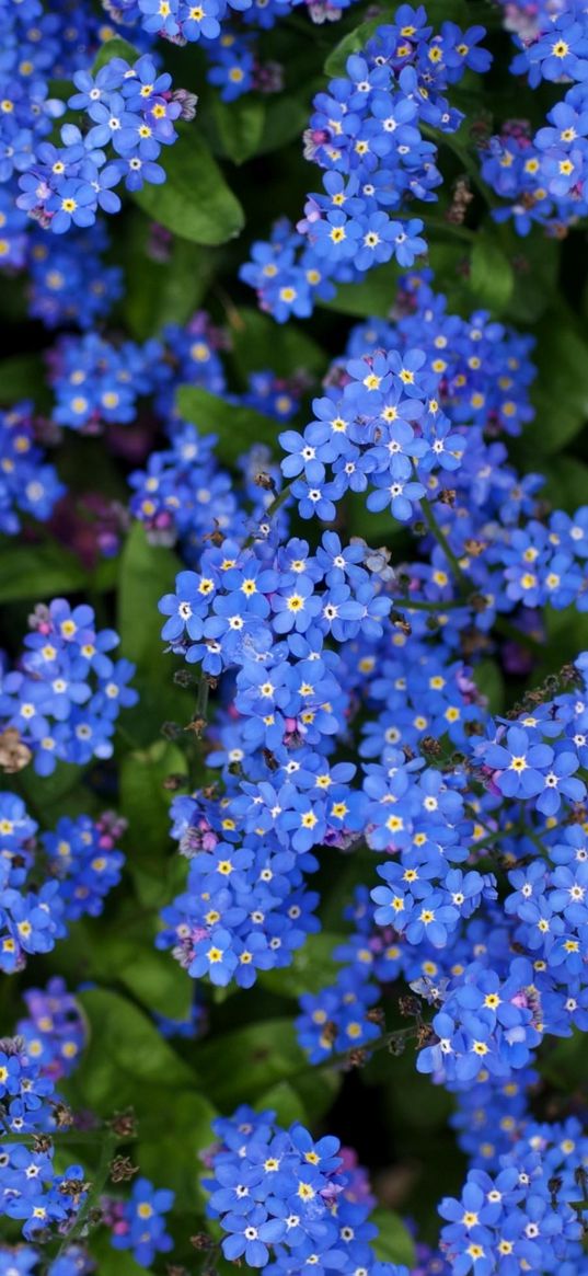 me-nots, flowers, small, blue, bright