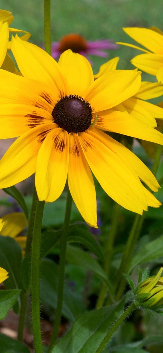 rudbeckia, flowers, yellow, flowerbed, bright