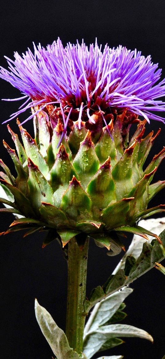 thistle, flowering, hats, black background