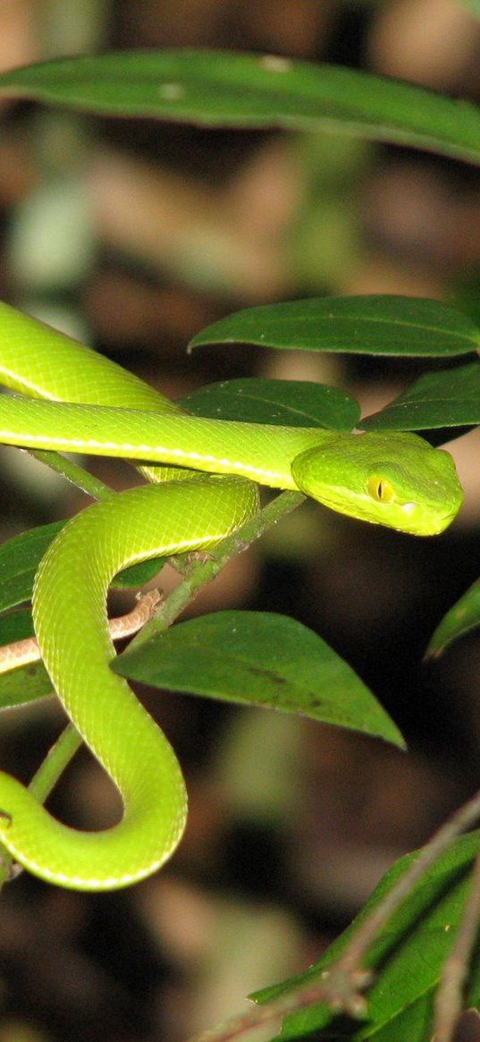 snake, leaves, green grass, bright