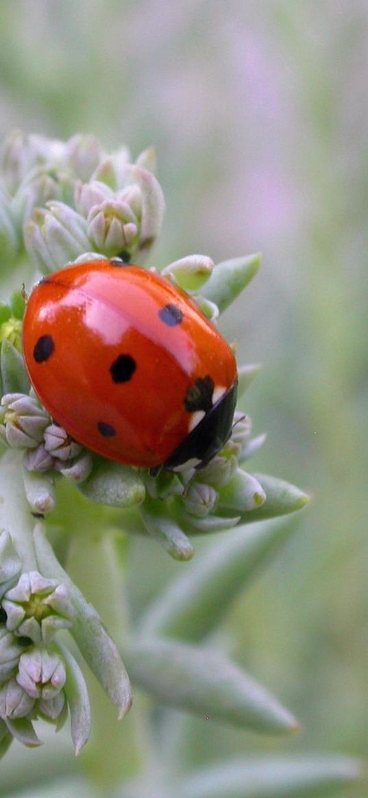 ladybird, grass, crawling, insect, stains