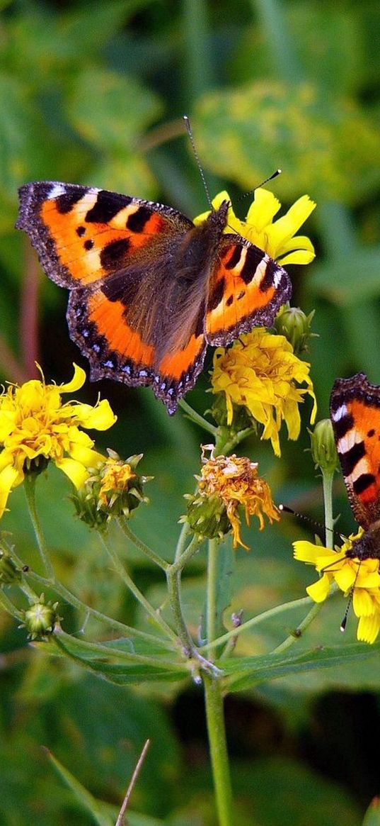 butterflies, grass, flowers, flying, sitting