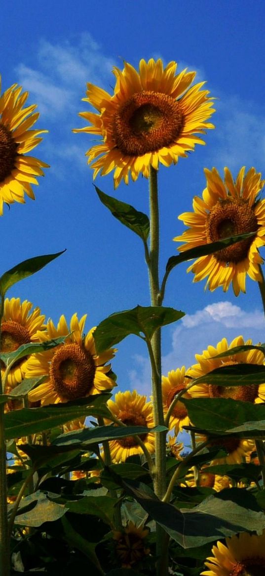 sunflowers, field, summer, sky, sunny, mood